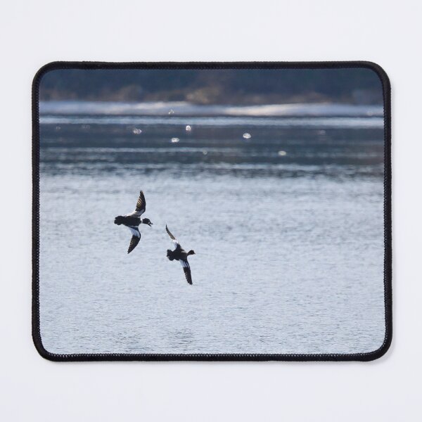 Item preview, Where are you going my darling. Common goldeneye designed and sold by Jouko Lehto Photography.