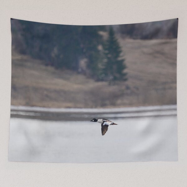 Item preview, By the Fieldside lake. Common goldeneye designed and sold by Jouko Lehto Photography.