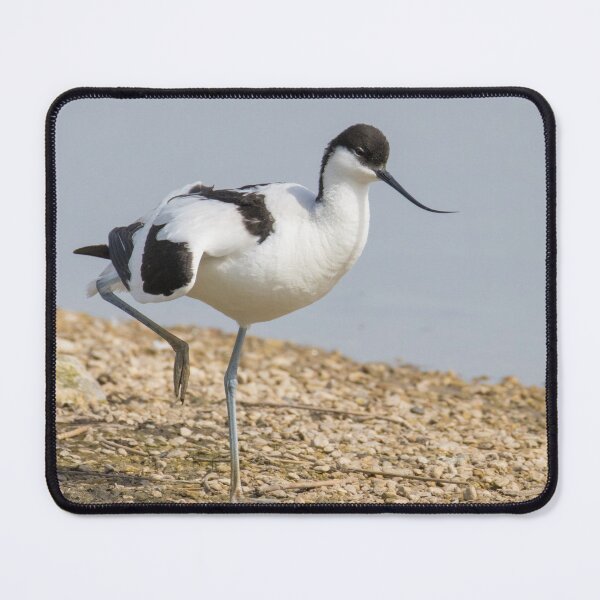 Item preview, Pied Avocet designed and sold by LaurenTucker.