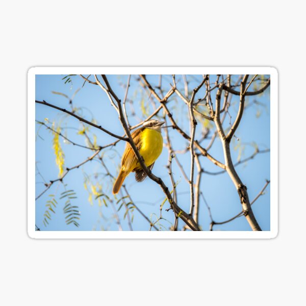 Item preview, Puffy Great Kiskadee designed and sold by Debra Martz.