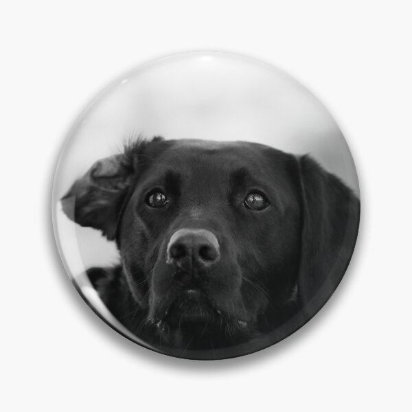 Item preview, Dax The Labrador designed and sold by HTHphotography.