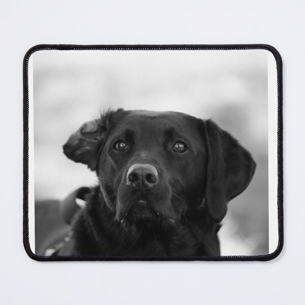Item preview, Dax The Labrador designed and sold by HTHphotography.