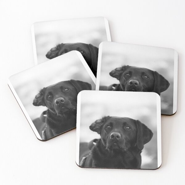 Artikelvorschau, Dax, der Labrador entworfen und verkauft von HTHphotography.