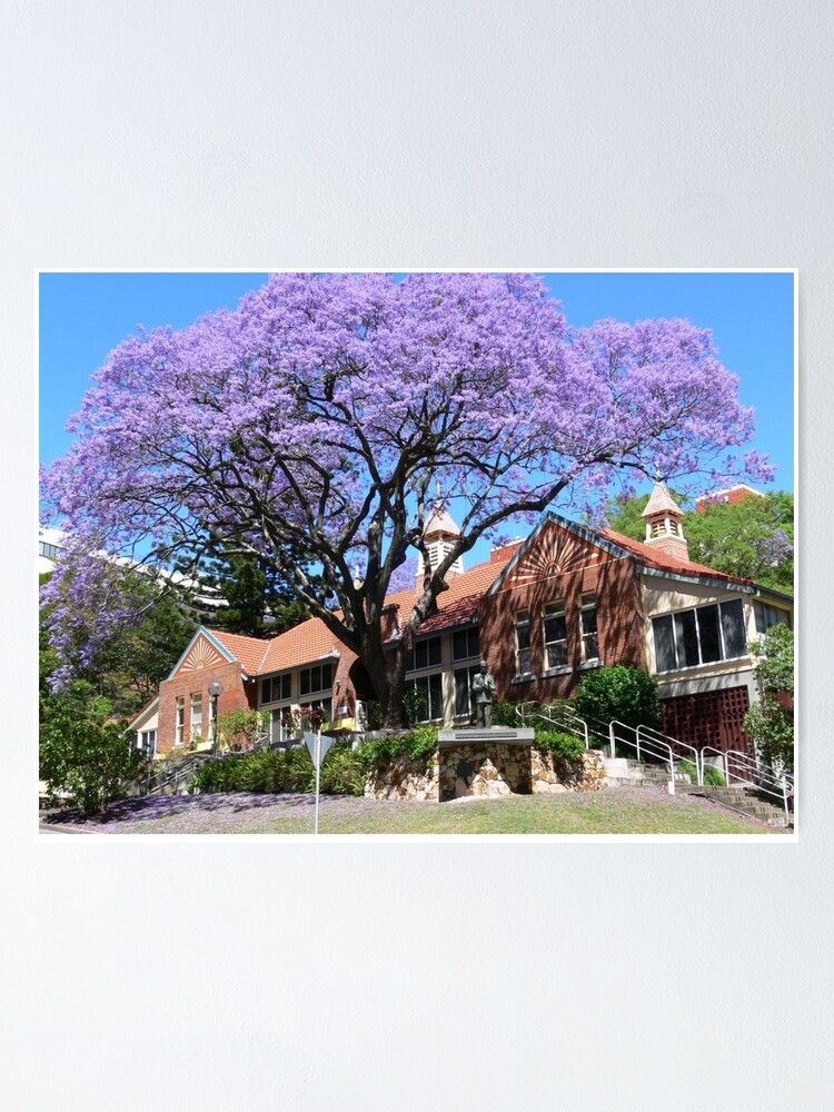 Jacaranda Tree Australia Poster By Photosbyg Redbubble Jacaranda Tree Australia Poster By Photosbyg Redbubble