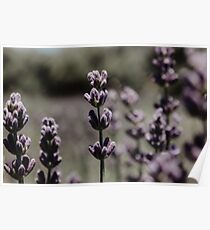 Lavender Poster
