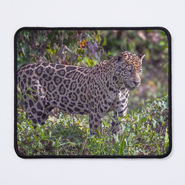 Item preview, Jaguar on the Prowl 6 Pantanal Brazil designed and sold by PhotoArt by Joan Carroll.