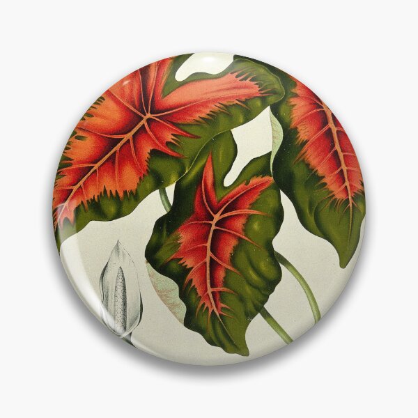 Item preview, Caladium bicolor designed and sold by 19th Century in Color.