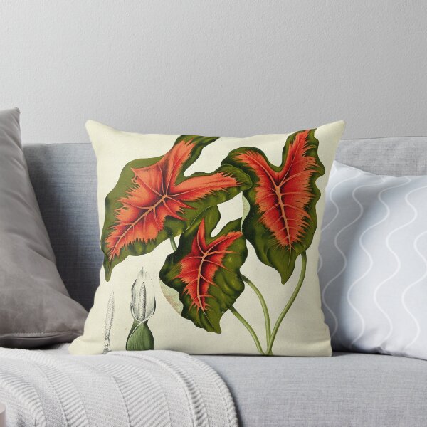 Item preview, Caladium bicolor designed and sold by 19th Century in Color.