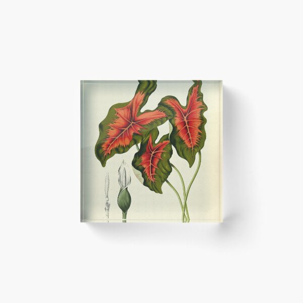 Item preview, Caladium bicolor designed and sold by 19th Century in Color.