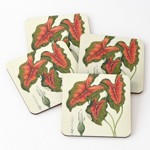 Item preview, Caladium bicolor designed and sold by 19th Century in Color.