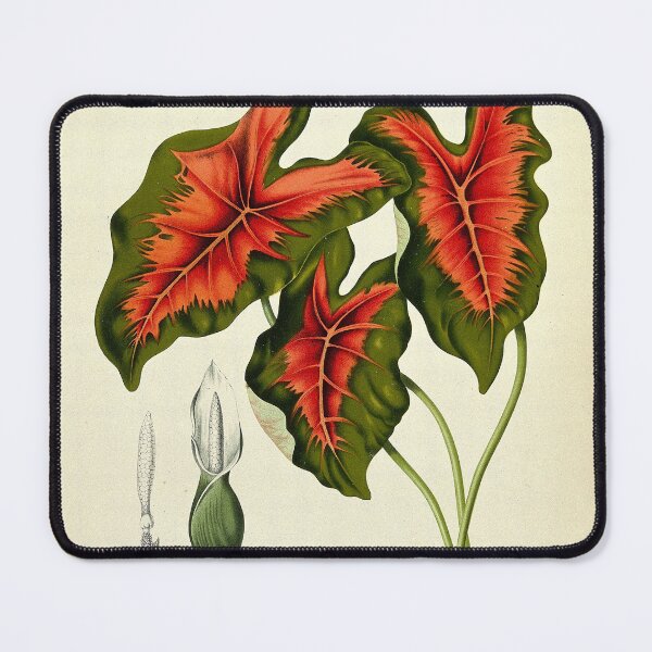 Item preview, Caladium bicolor designed and sold by 19th Century in Color.