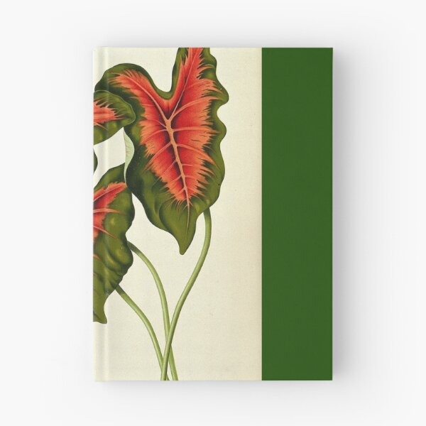 Item preview, Caladium bicolor designed and sold by 19th Century in Color.