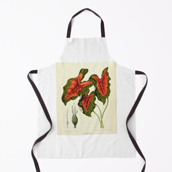Item preview, Caladium bicolor designed and sold by 19th Century in Color.