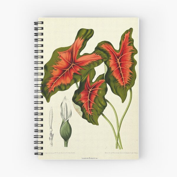 Item preview, Caladium bicolor designed and sold by 19th Century in Color.