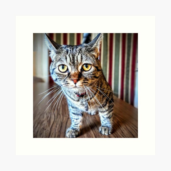 Item preview, Bold Little Tabby – Tabby Cat Photography by J Packer Samms designed and sold by WhiskerSociety.