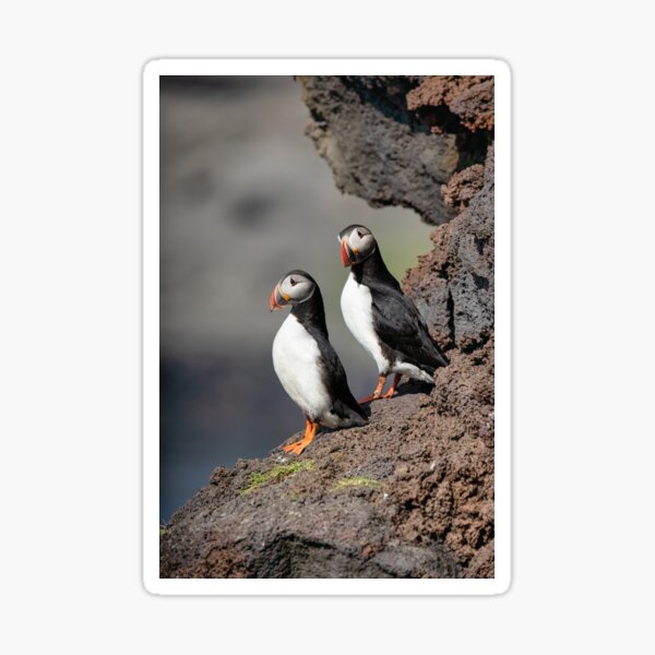 Item preview, Puffin Pair on Volcanic Cliffs designed and sold by Kristvin Gudmundsson.