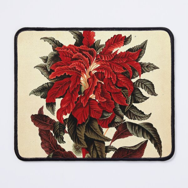 Item preview, Amaranthus tricolor designed and sold by 19th Century in Color.