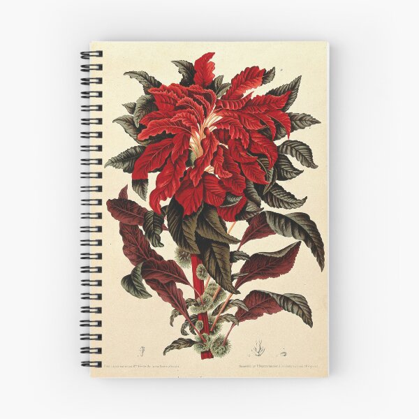 Item preview, Amaranthus tricolor designed and sold by 19th Century in Color.