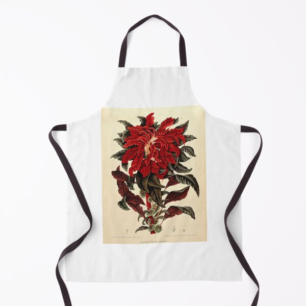 Item preview, Amaranthus tricolor designed and sold by 19th Century in Color.