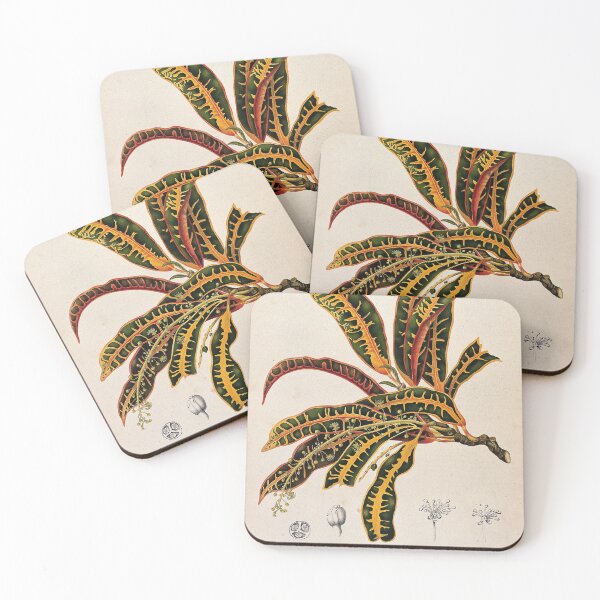 Item preview, Fire croton designed and sold by 19th Century in Color.