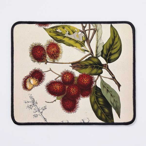 Item preview, Rambutan designed and sold by 19th Century in Color.