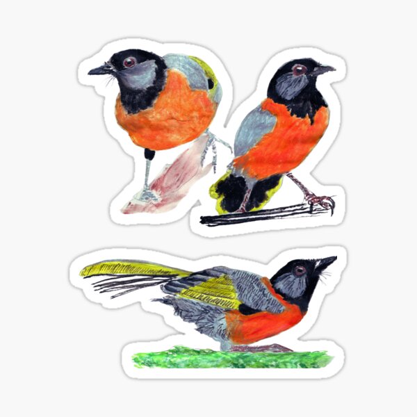 Item preview, Collared laughingthrush designed and sold by di-Vera-Rosati.