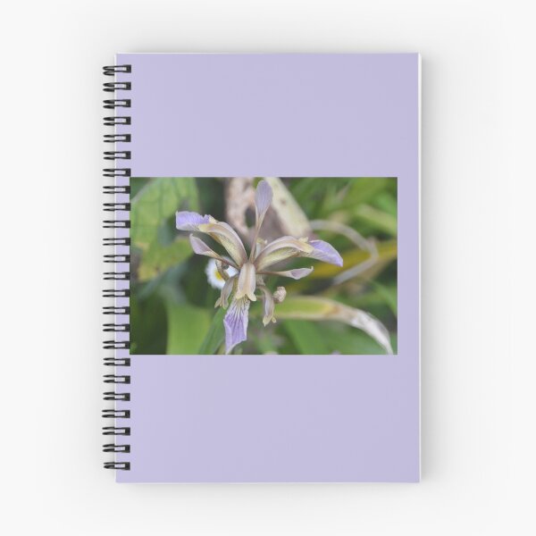Item preview,  Foetidissima Stinking  Iris.............Lyme Regis. Dorset UK designed and sold by lynn carter.