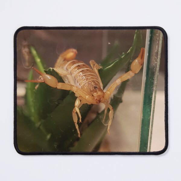 Item preview, Am Scorpion, Love Hugs designed and sold by Southern AZ.
