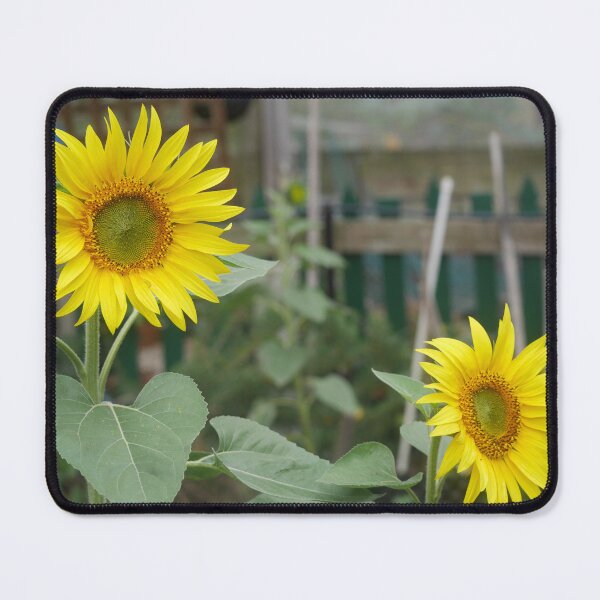 Item preview, Being a Sunflower ( 1 ) designed and sold by Larry Davis.