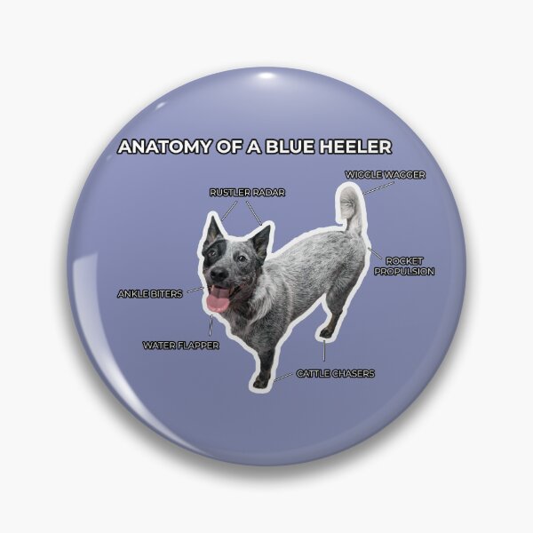 Item preview, Anatomy of a Blue Heeler designed and sold by CraftsmAnimals.