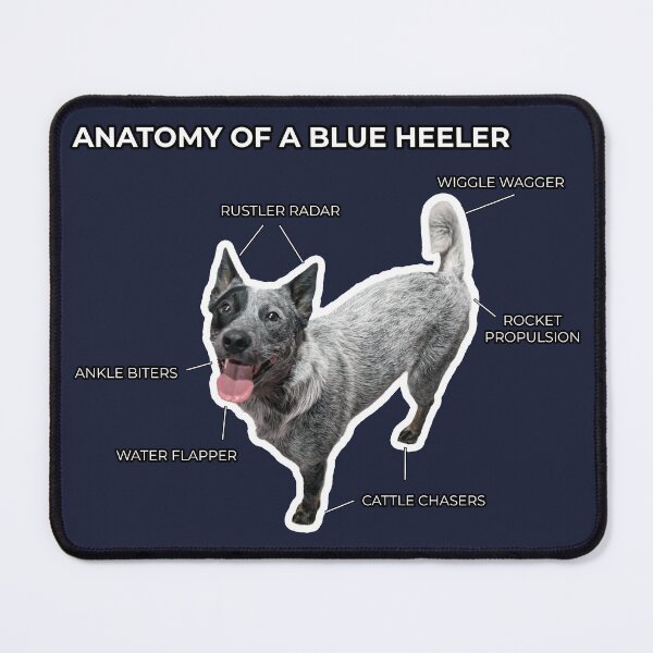 Item preview, Anatomy of a Blue Heeler designed and sold by CraftsmAnimals.