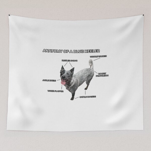 Item preview, Anatomy of a Blue Heeler designed and sold by CraftsmAnimals.