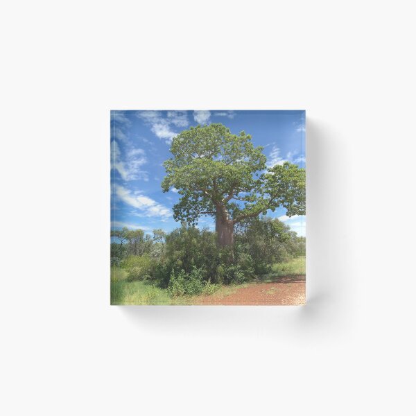 Item preview, Baobab de Kimberley designed and sold by Elliot62.
