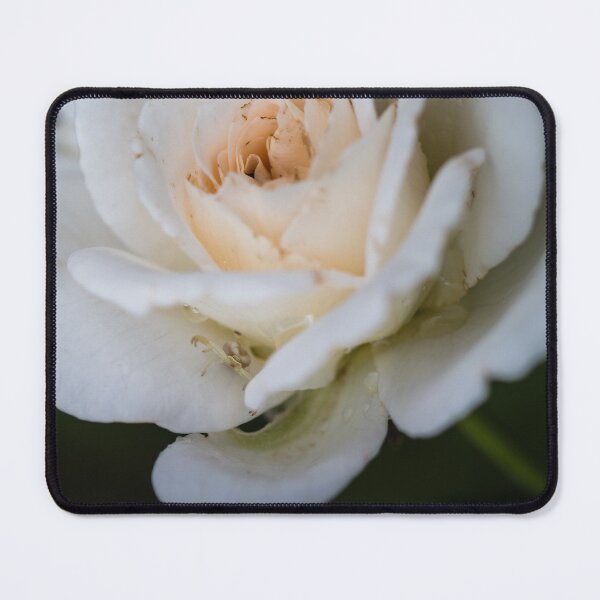 Item preview, Female Crab Spider on White Rose designed and sold by LeighMilesArt.