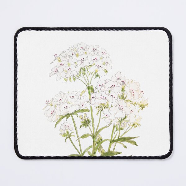 Item preview, hand painted hand painted white sweet William ink and watercolor painting designed and sold by SelenePaintings .