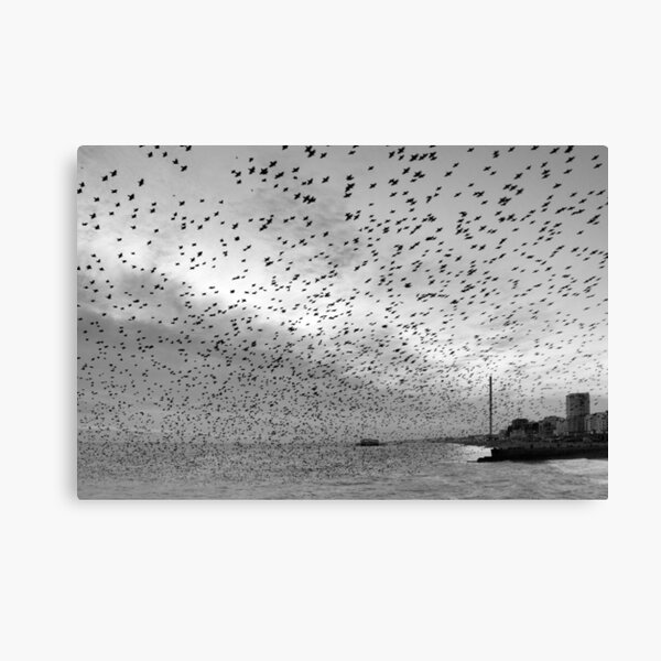 Starlings over West Pier Canvas Print