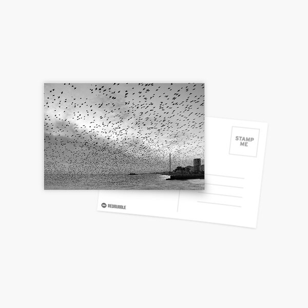 Starlings over West Pier Postcard