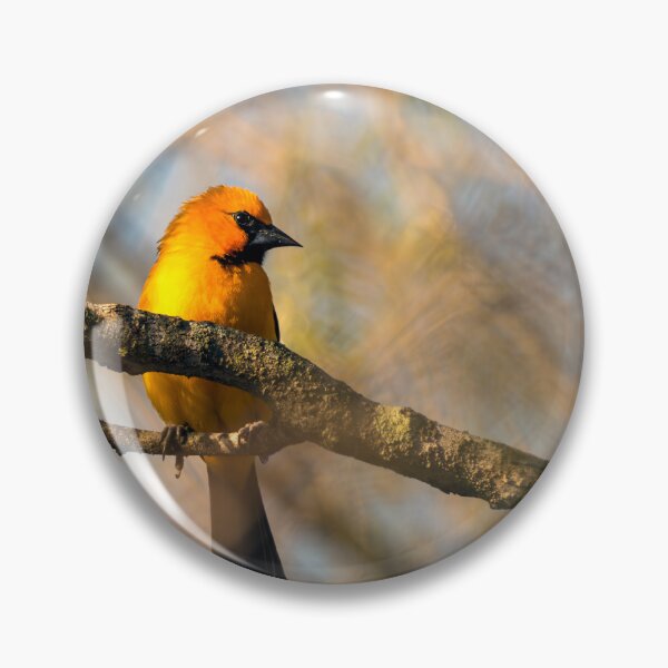 Item preview, Altamira Oriole Profile designed and sold by Debra Martz.