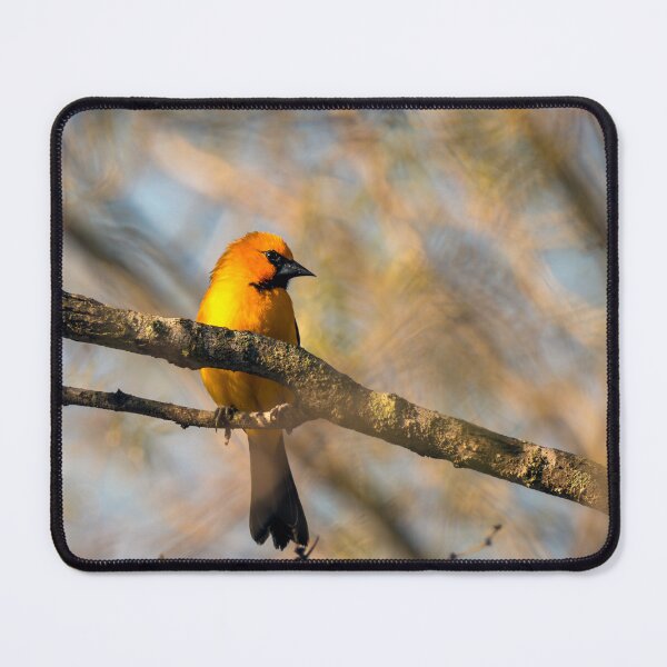 Item preview, Altamira Oriole Profile designed and sold by Debra Martz.