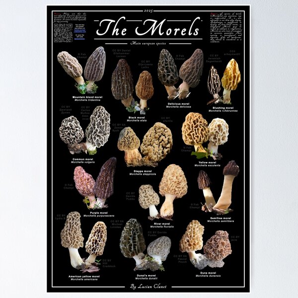 Item preview, The European Morels species designed and sold by Bolets-Europe.