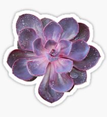 Purple Pearl Sticker