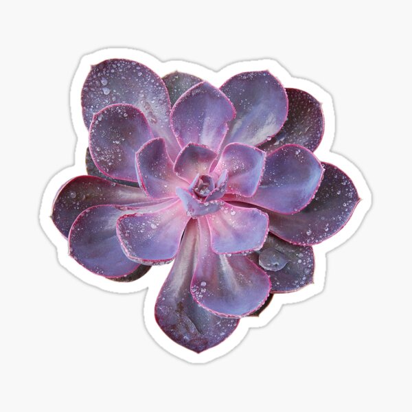 Purple Pearl  Sticker