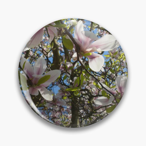 Artikelvorschau, Tulpenbaum in voller Farbe mit blauem Himmel entworfen und verkauft von paulv25.