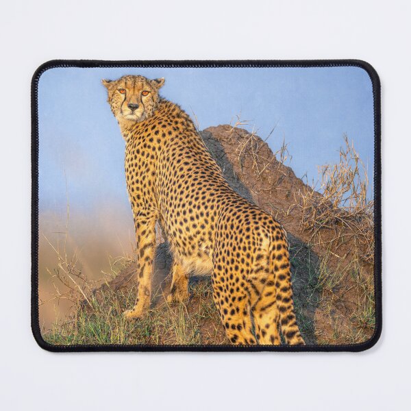 Item preview, Cheetah Scanning for Prey 2 Kenya designed and sold by PhotoArt by Joan Carroll.