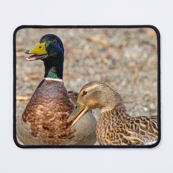 Item preview, Mallard Duck Pair fussing designed and sold by lisavonbiela.