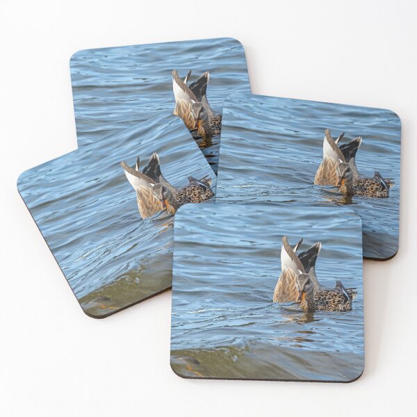 Item preview, Pair of Gadwall Ducks, the male dabbling for food, the female looking at the camera designed and sold by lisavonbiela.