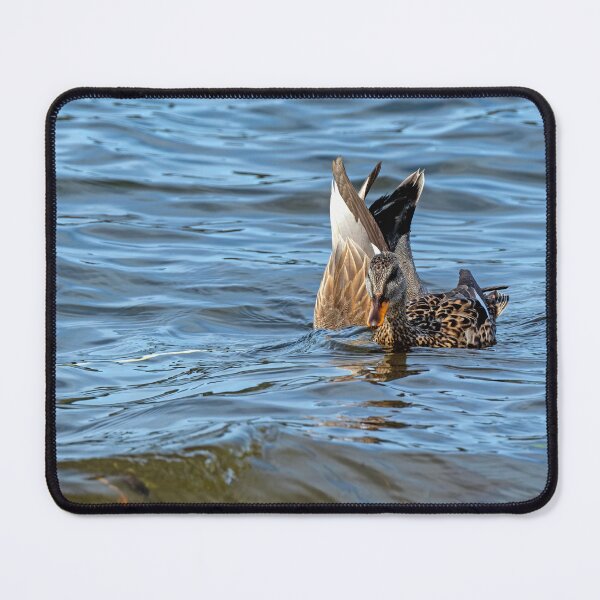 Item preview, Pair of Gadwall Ducks, the male dabbling for food, the female looking at the camera designed and sold by lisavonbiela.