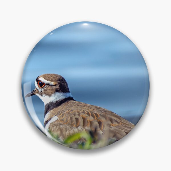Item preview, Killdeer gazing out over the lake in the afternoon light designed and sold by lisavonbiela.