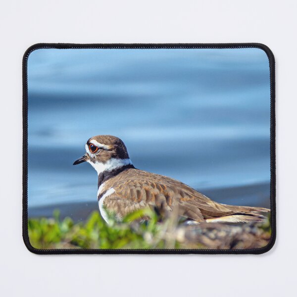 Item preview, Killdeer gazing out over the lake in the afternoon light designed and sold by lisavonbiela.
