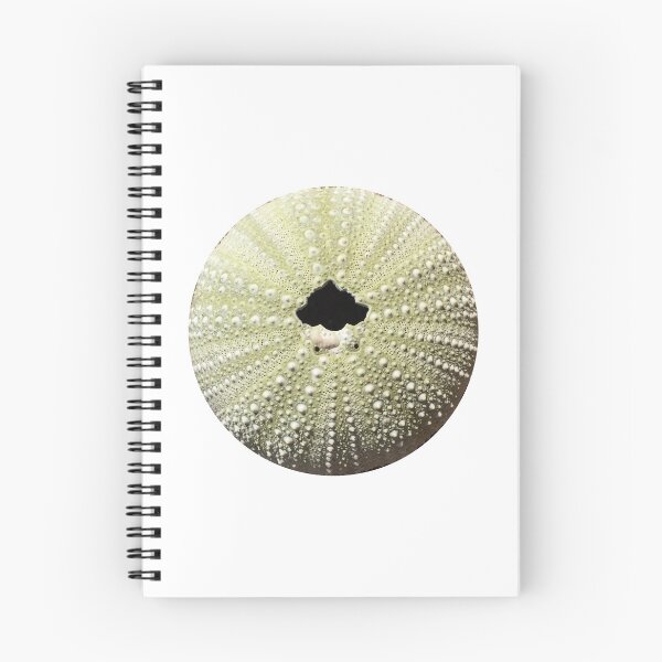 Item preview, Sea Urchin Sticker designed and sold by 12katiekitty.